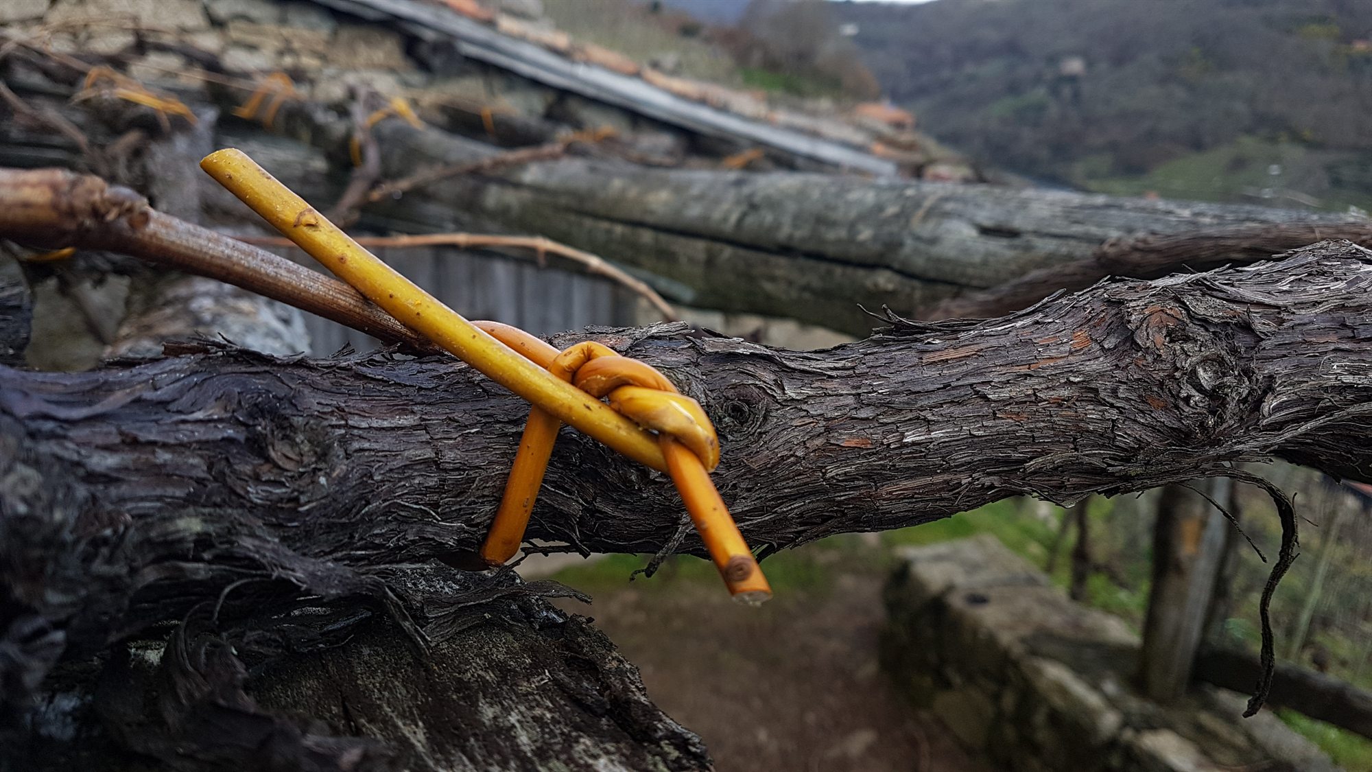 Labores en la vi&ntilde;a de A Mingona
