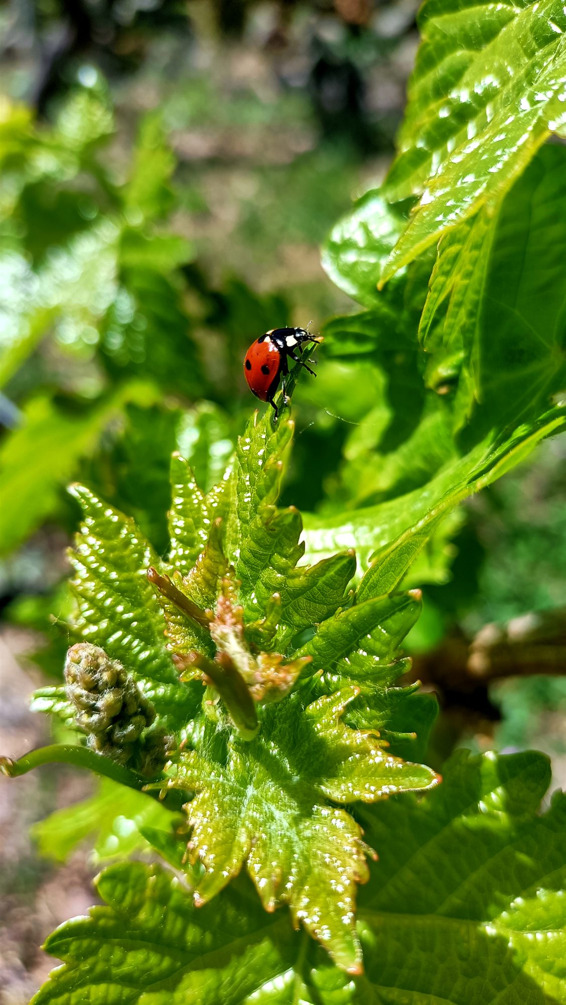 Xoaniña nun brote de vide, sen pesticidas