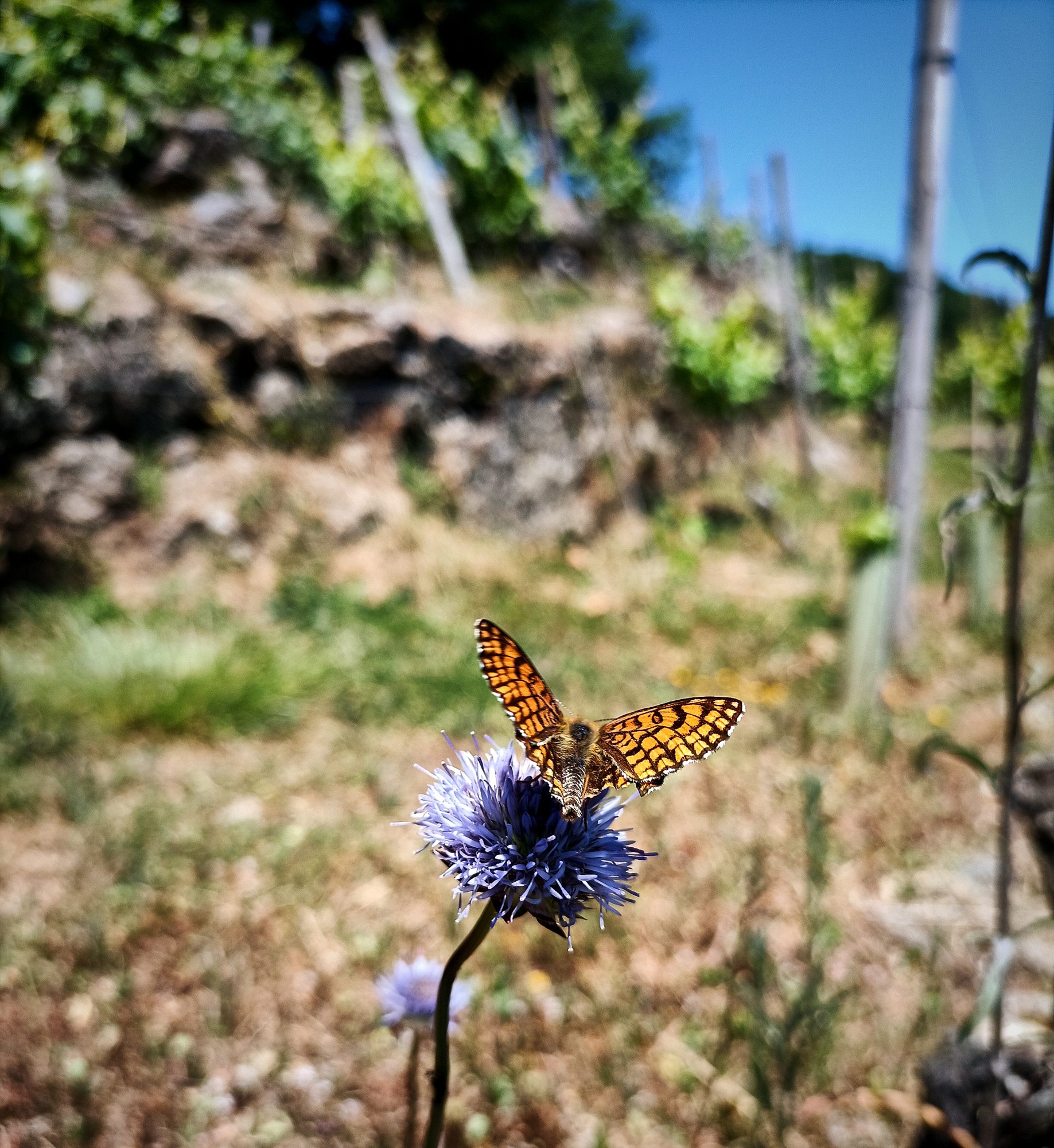 Bolboreta sobre un cardo na vi&ntilde;a da Mingona