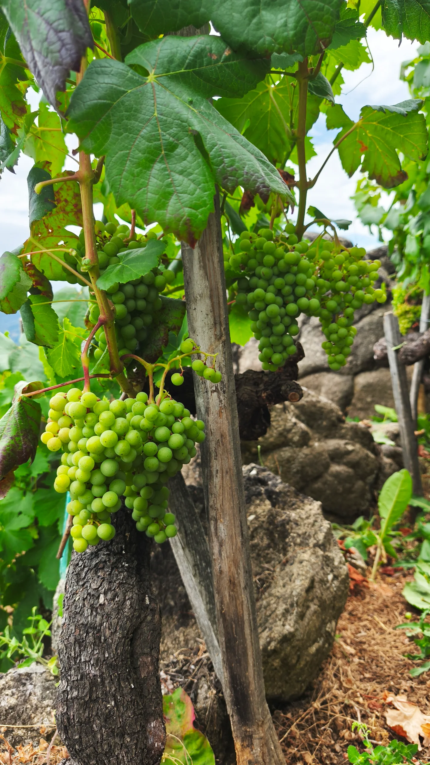 Acios de uva a&iacute;nda verde nunha cepa vella, xunto a un muro de pedra